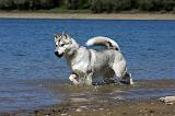 SIBERIAN HUSKY 649